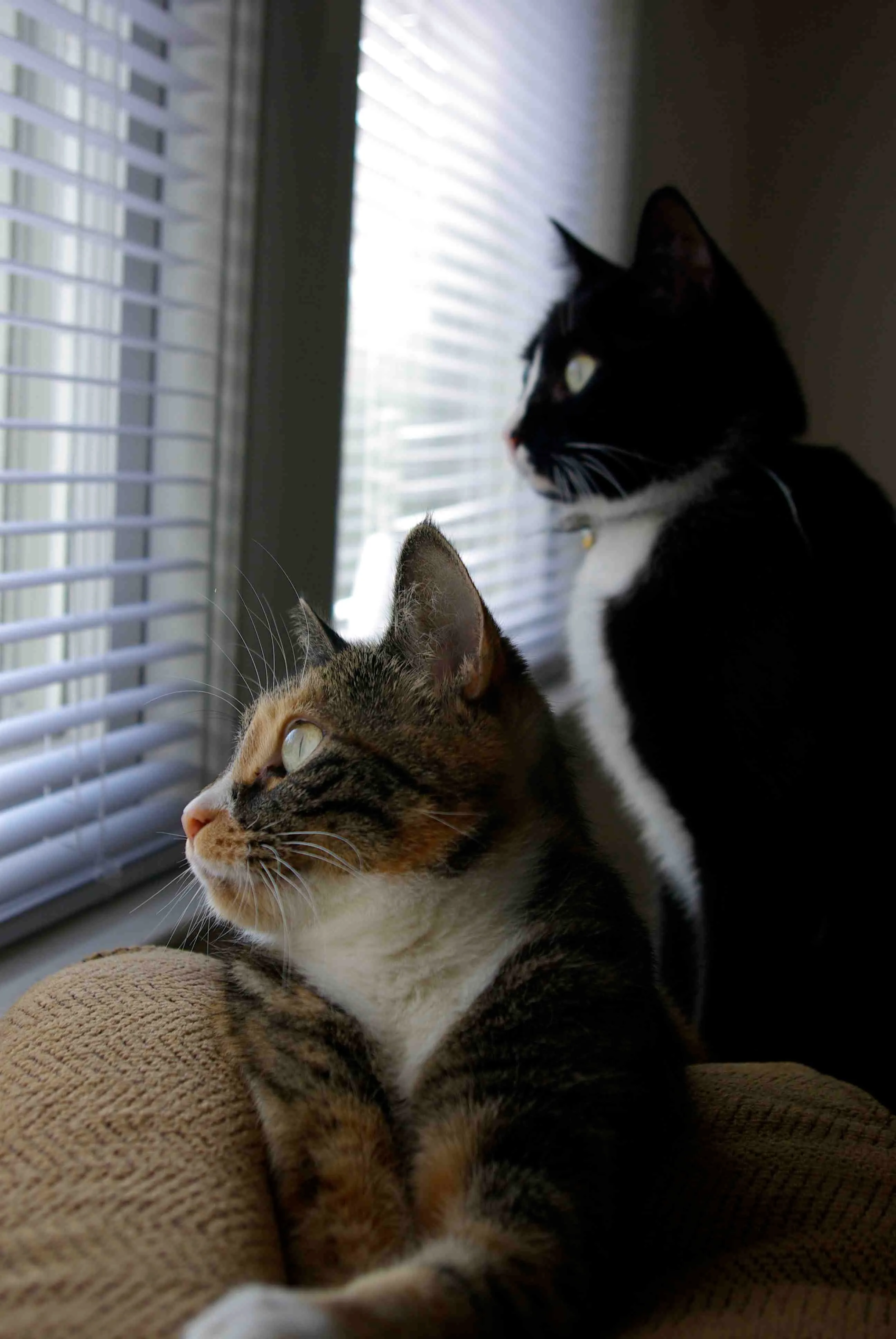 Rosie and CC like looking out of windows